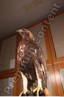 Hawk 0213